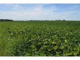 Property photo 8 - 233 +/- Acres Offered in 3 Tracts, Ohio Land Auction